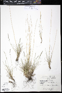 Festuca brachyphylla image