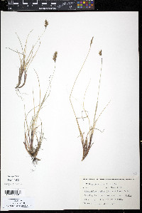 Anthoxanthum monticola subsp. alpinum image