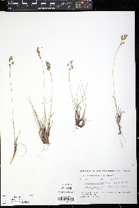 Anthoxanthum monticola image