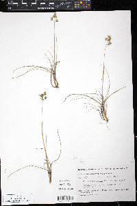 Anthoxanthum monticola image