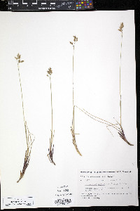 Anthoxanthum monticola image