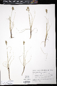 Anthoxanthum monticola image