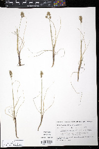 Anthoxanthum monticola subsp. alpinum image