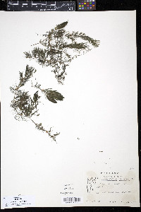 Ceratophyllum demersum image