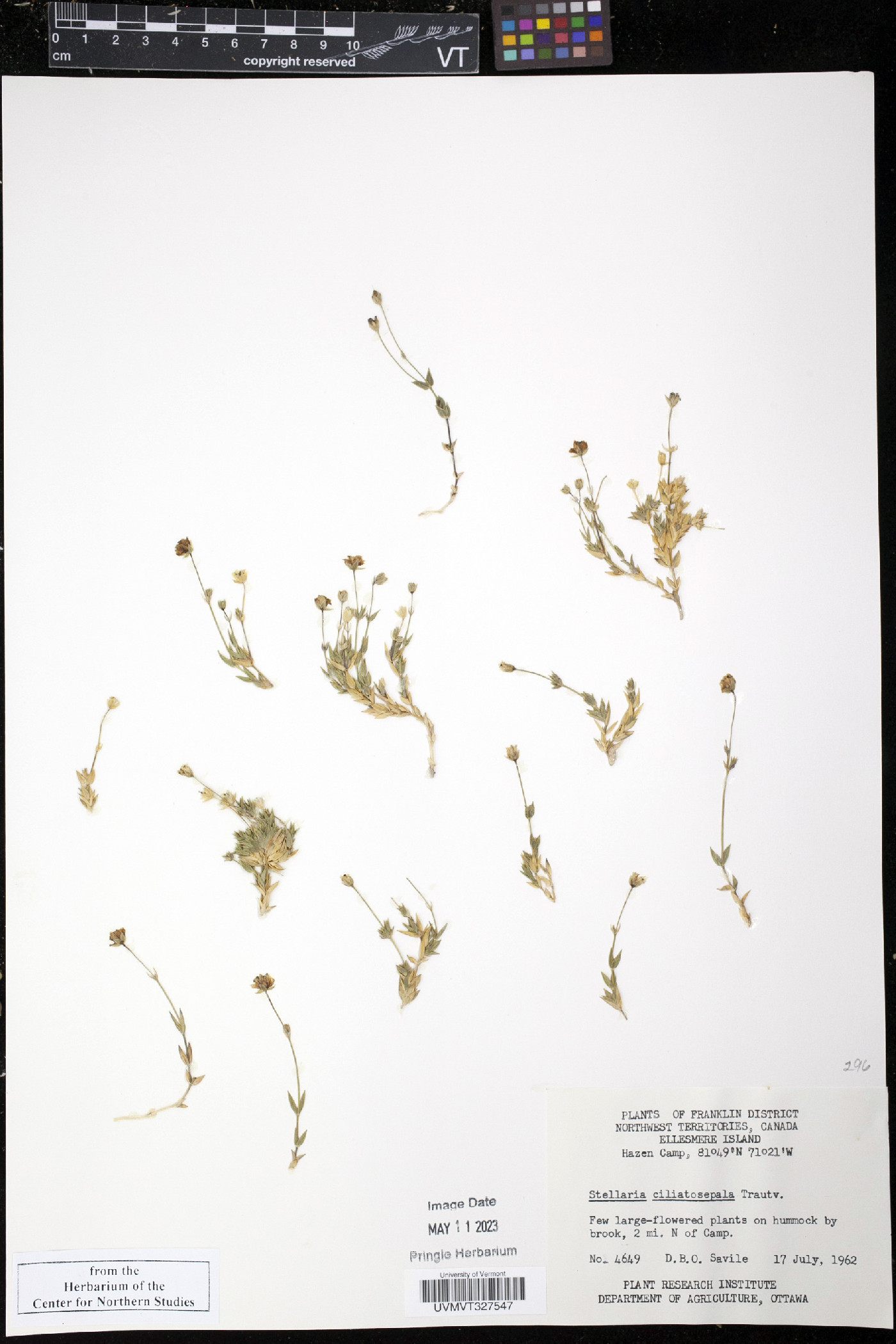 Stellaria ciliatosepala image
