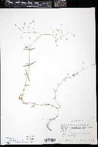 Stellaria graminea image