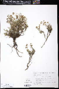 Minuartia arctica image