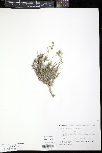 Minuartia arctica image