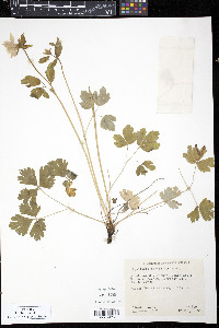 Aquilegia brevistyla image