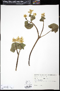 Caltha palustris image