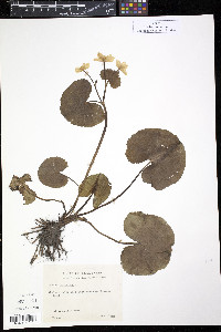 Caltha palustris image