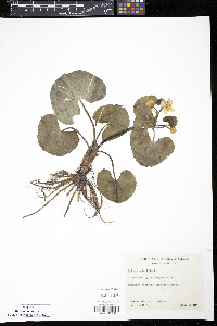 Caltha palustris image