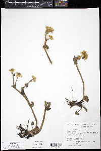 Caltha palustris image