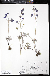 Delphinium decorum image