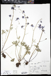 Delphinium nuttallianum image