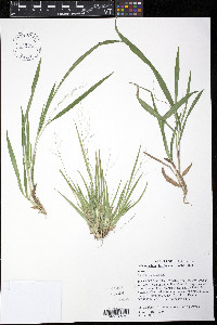 Dichanthelium laxiflorum image