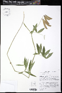 Lathyrus palustris image