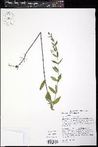 Scutellaria galericulata image