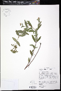 Hypericum majus image