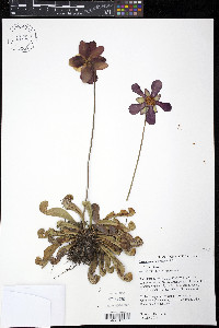 Sarracenia psittacina image