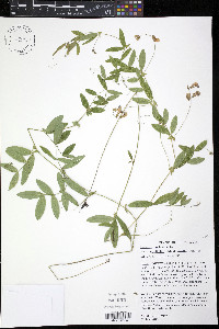 Lathyrus palustris image