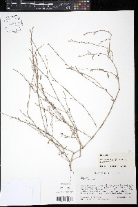 Polygonum ramosissimum var. prolificum image