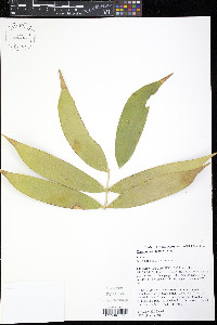 Image of Ceratozamia latifolia
