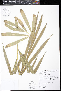 Image of Cycas debaoensis