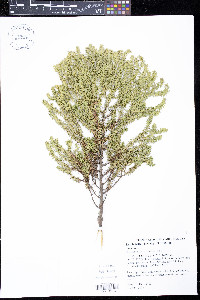 Cryptomeria japonica image