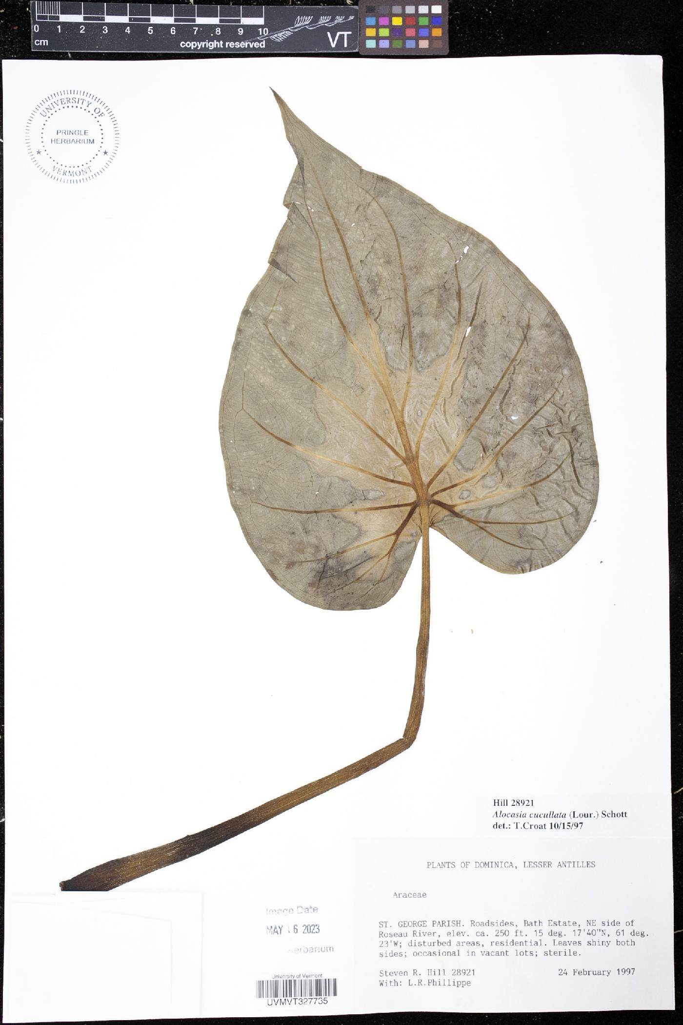 Alocasia cucullata image