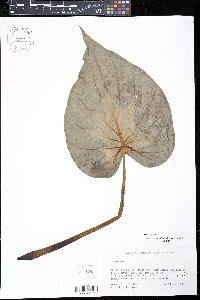 Alocasia cucullata image