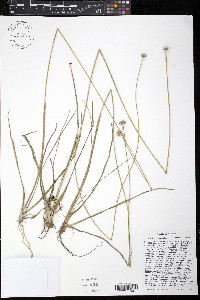 Eriocaulon decangulare image