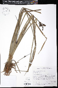 Image of Sagittaria rhombifolia