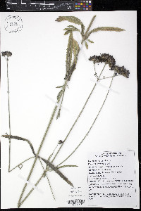 Verbena bonariensis image