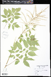 Aruncus dioicus image