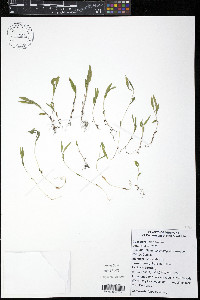 Microstegium vimineum image