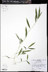 Microstegium vimineum image