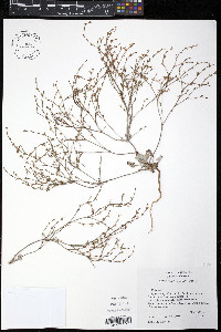 Eriogonum vimineum image