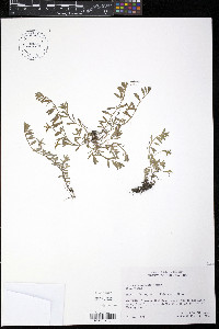 Ludwigia arcuata image