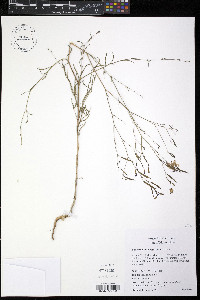 Epilobium brachycarpum image