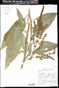 Rumex altissimus image