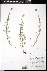 Dalea purpurea image