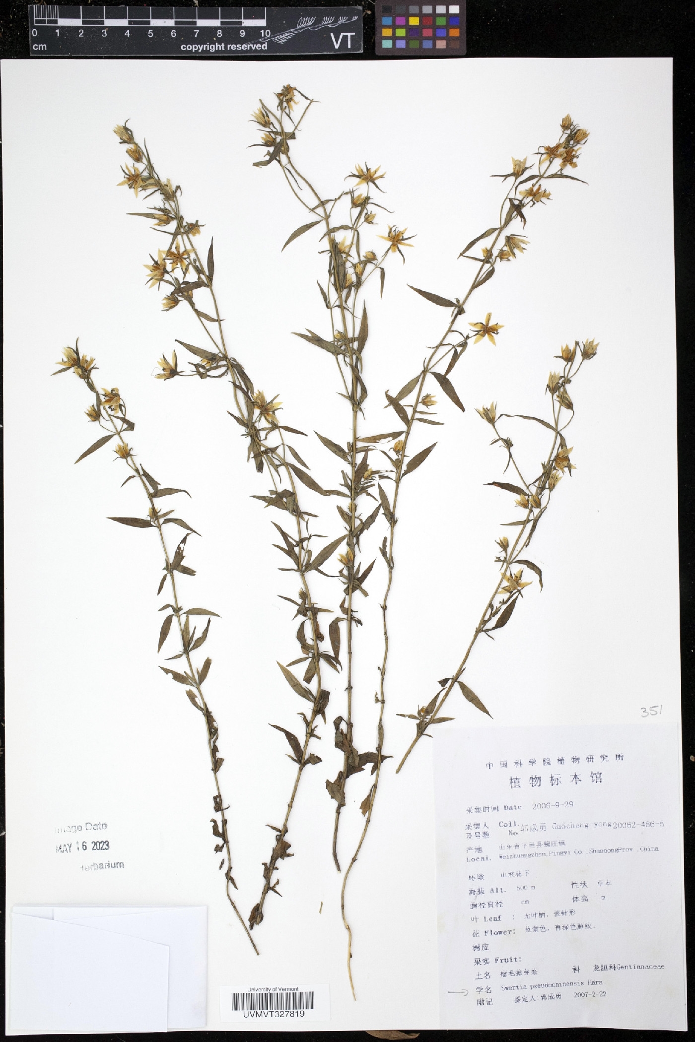 Swertia pseudochinensis image