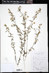Swertia pseudochinensis image