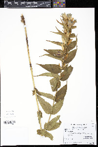 Gentiana asclepiadea image