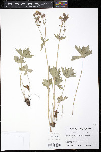 Geranium richardsonii image