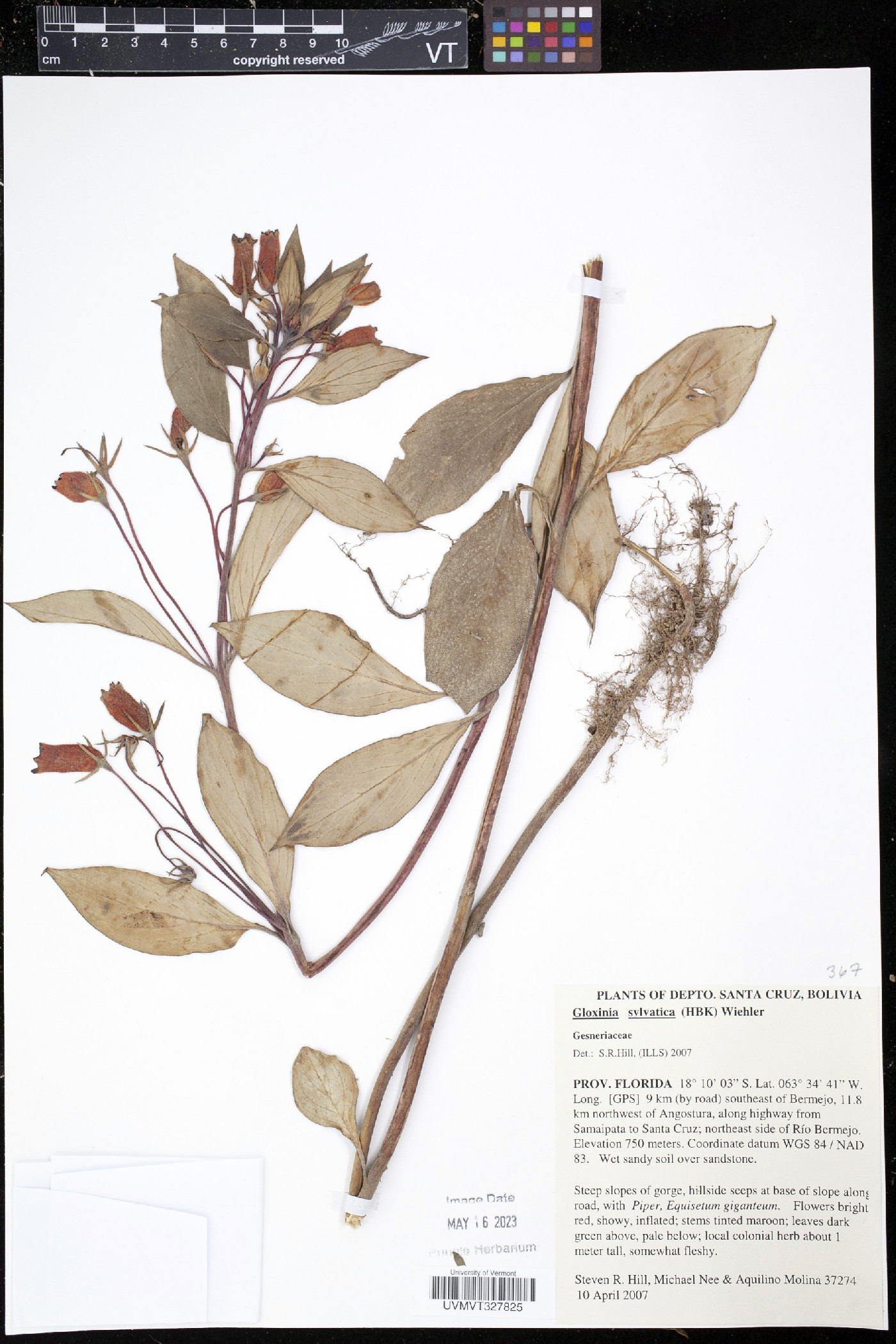 Seemannia sylvatica image