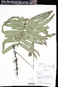 Serpocaulon maritimum image