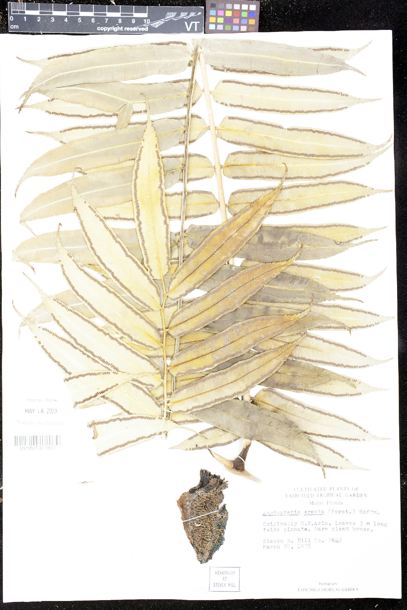 Angiopteris erecta image