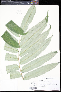 Angiopteris erecta image